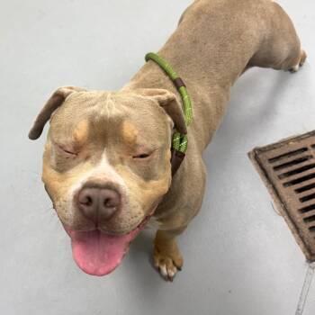 Mixed Breed Dogs Available for Adoption in Columbus, Georgia - 04/27/2026-Stray-EdgechesterAve | PetCurious