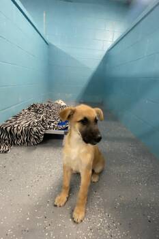 Collie and Mixed Breed Dogs Available for Adoption in Kemp, Texas - Paisley | PetCurious