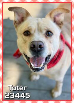 TATER -  Carolina Dog and Labrador Retriever Dog for Adoption in Marietta, Georgia - TATER | PetCurious