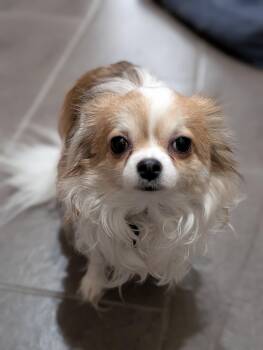 Chihuahua Dogs Available for Adoption - Cookie | PetCurious