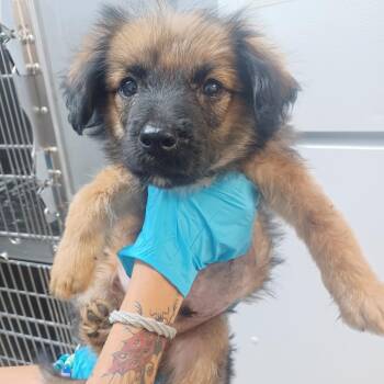 Chilidog -  Shepherd and Terrier Dog for Adoption in Hattiesburg, Mississippi - Chilidog | PetCurious