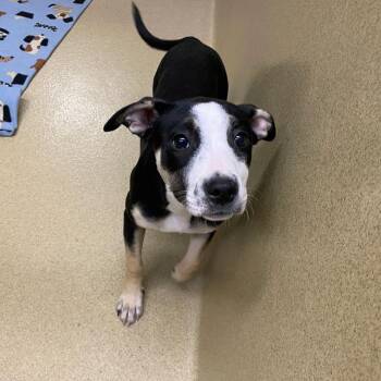 Jack Russell Terrier and Mixed Breed Dogs Available for Adoption - Trixie #22044 | PetCurious