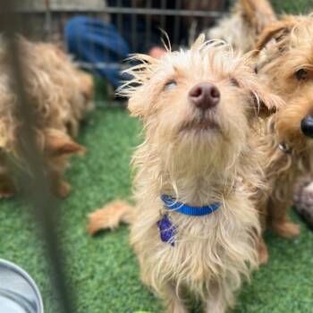 Huckleberry -  Terrier and Mixed Breed Dog for Adoption in San Francisco, California - Huckleberry | PetCurious