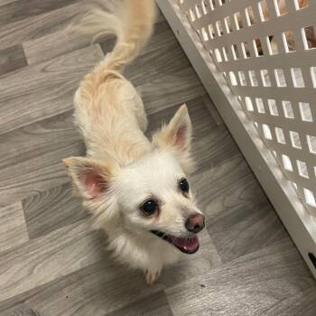 MARIA -  Chihuahua Dog for Adoption in Graham, Washington - MARIA | PetCurious