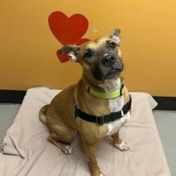 Sandy -  Pit Bull Terrier Dog for Adoption in Bellingham, Washington - Sandy | PetCurious