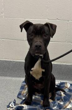 MICKLEY -  Pit Bull Terrier Dog for Adoption in Indianapolis, Indiana - MICKLEY | PetCurious