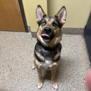 Shepherd and Siberian Husky Dogs Available for Adoption in Merriam, Kansas - Koda | PetCurious