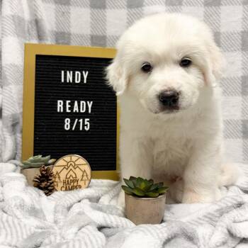 674F (2026) Indy -  Great Pyrenees and Mixed Breed Dog for Adoption in Parker, Colorado - 674F (2026) Indy | PetCurious
