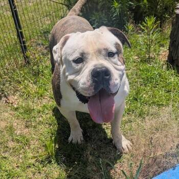 RODGER -  Bulldog Dog for Adoption in Fosters, Alabama - RODGER | PetCurious