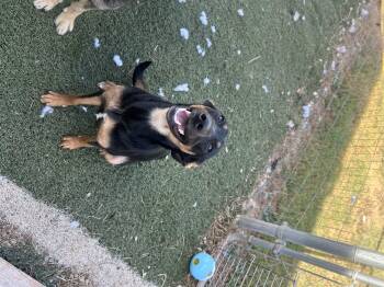 Rescue Australian Shepherd and Pit Bull Terrier Dogs for Adoption in Blanchard, Oklahoma - Valka | PetCurious