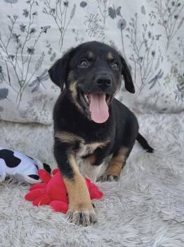 Shepherd Dogs Available for Adoption in Seguin, Texas - Wyatt | PetCurious