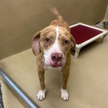 Mojo -  Pit Bull Terrier and Catahoula Leopard Dog Dog for Adoption in Monroe, Georgia - Mojo | PetCurious