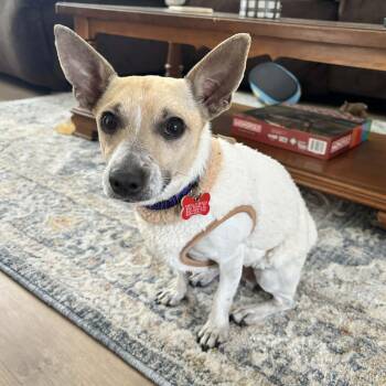 Chihuahua and Jack Russell Terrier Dogs Available for Adoption in Boulder, Colorado - Benny | PetCurious