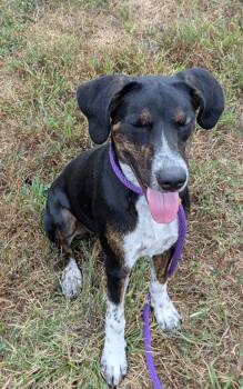Rescue Hound Dogs for Adoption in Osage Beach, Missouri - Rebel | PetCurious