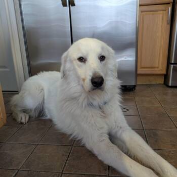 Great Pyrenees Dogs Available for Adoption - Sammy Sweetheart | PetCurious