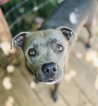 Marry -  American Staffordshire Terrier Dog for Adoption in Rogers, Arkansas - Marry | PetCurious