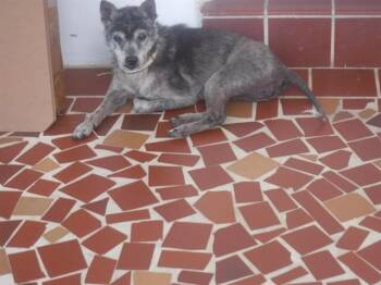 ARI -  Terrier and Mixed Breed Dog for Adoption in Doral, Florida - ARI | PetCurious