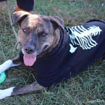 Rescue Mixed Breed Dogs for Adoption in Rocky Mount, Virginia - Mocha | PetCurious