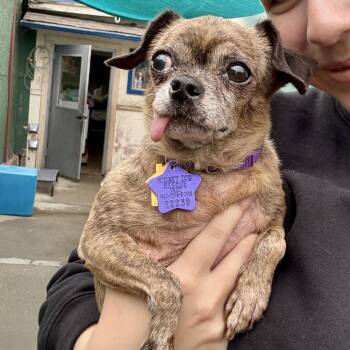 Mouse -  Pug and Mixed Breed Dog for Adoption in San Francisco, California - Mouse | PetCurious