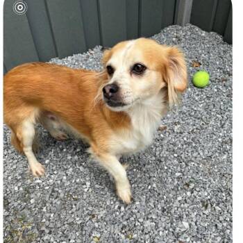 Mickey -  Chihuahua and Mixed Breed Dog for Adoption in Baton Rouge, Louisiana - Mickey | PetCurious