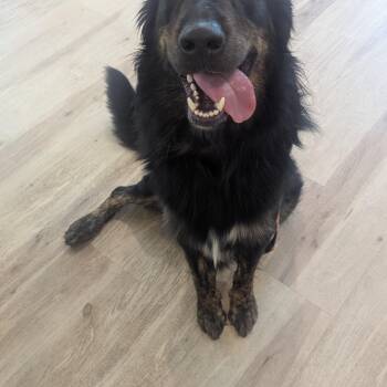 Jaxson -  Golden Retriever and Australian Shepherd Dog for Adoption in Fenton, Michigan - Jaxson | PetCurious