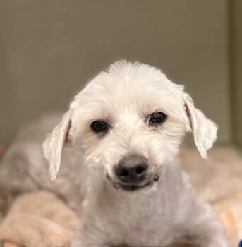 Lucky -  Poodle and Maltese Dog for Adoption in Elk Grove, California - Lucky | PetCurious