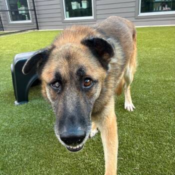 Erc -  German Shepherd Dog Dog for Adoption in Greensboro, North Carolina - Erc | PetCurious