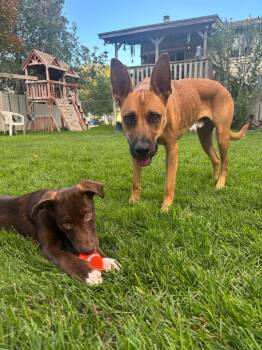 Supai -  Border Collie Dog for Adoption in Millcreek, Utah - Supai | PetCurious