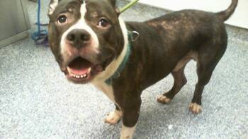 BO -  Pit Bull Terrier Dog for Adoption in Charlotte, North Carolina - BO | PetCurious