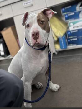 Mixed Breed Dogs Available for Adoption in Dallas, Texas - LEYI | PetCurious