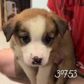 Ali -  Cattle Dog and Shepherd Dog for Adoption in Chico, California - Ali | PetCurious