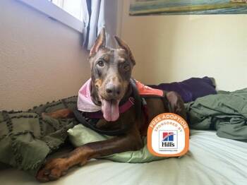 NYX -  Doberman Pinscher Dog for Adoption in Phoenix, Arizona - NYX | PetCurious