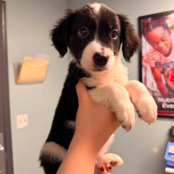 Damon Doo -  Mixed Breed Dog for Adoption in Edwardsville, Illinois - Damon Doo | PetCurious