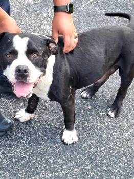 OSO 2 -  American Staffordshire Terrier Dog for Adoption in San Antonio, Texas - OSO 2 | PetCurious