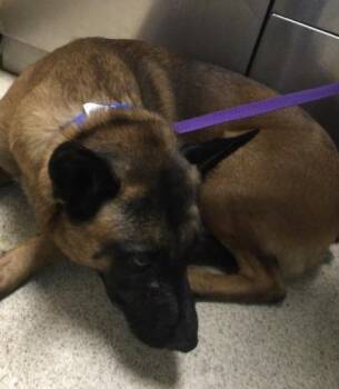 TEDDY -  Belgian Shepherd Malinois Dog for Adoption in Riverside, California - TEDDY | PetCurious