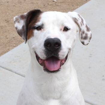 Lucas -  Pit Bull Terrier Dog for Adoption in Yucca Valley, California - Lucas | PetCurious