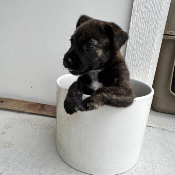 Mixed Breed Dogs Available for Adoption in Livingston, Texas - Maple | PetCurious