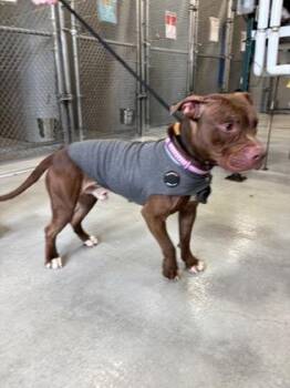 Pit Bull Terrier and Mixed Breed Dogs Available for Adoption in Hamilton Township, New Jersey - King | PetCurious