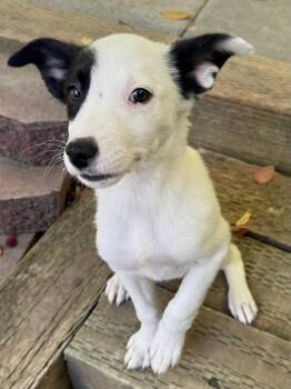 Astraa -  Border Collie Dog for Adoption in Salt Lake City, Utah - Astraa | PetCurious