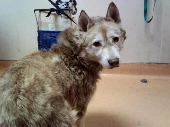 KIKI -  Siberian Husky Dog for Adoption in Martinez, California - KIKI | PetCurious