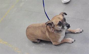 KODY -  Chihuahua and Mixed Breed Dog for Adoption in Houston, Texas - KODY | PetCurious
