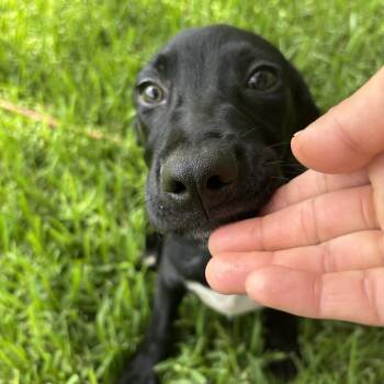Benji -  Labrador Retriever Dog for Adoption in Pearland, Texas - Benji | PetCurious