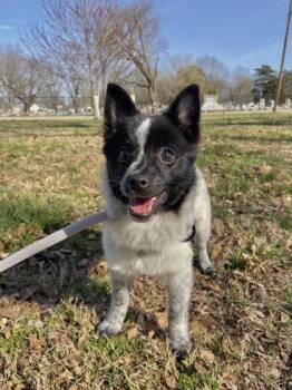 Pomeranian and Husky Dogs Available for Adoption - Starsky | PetCurious