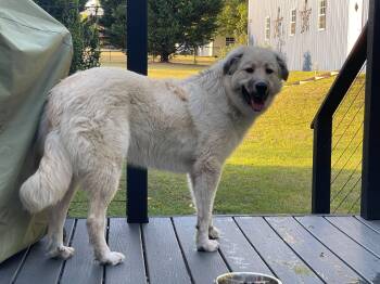 Charlie - PYR Bridge Program -  Great Pyrenees Dog Available for Adoption - Charlie - PYR Bridge Program | PetCurious