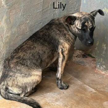 Lily Pad -  Labrador Retriever and Dutch Shepherd Dog for Adoption in Austin, Texas - Lily Pad | PetCurious