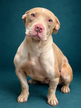 NEZUKO -  Mixed Breed Dog for Adoption in Jacksonville, Florida - NEZUKO | PetCurious