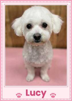 Lucy - Ohio -  Bichon Frise Dog for Adoption in Tulsa, Oklahoma - Lucy - Ohio | PetCurious