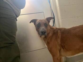 Rescue German Shepherd Dog Dogs for Adoption in Humble, Texas - Cali | PetCurious