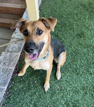Skeeter -  Shepherd Dog for Adoption in Phoenix, Oregon - Skeeter | PetCurious