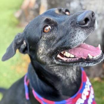 Mixed Breed Dogs Available for Adoption in Largo, Florida - Alana | PetCurious